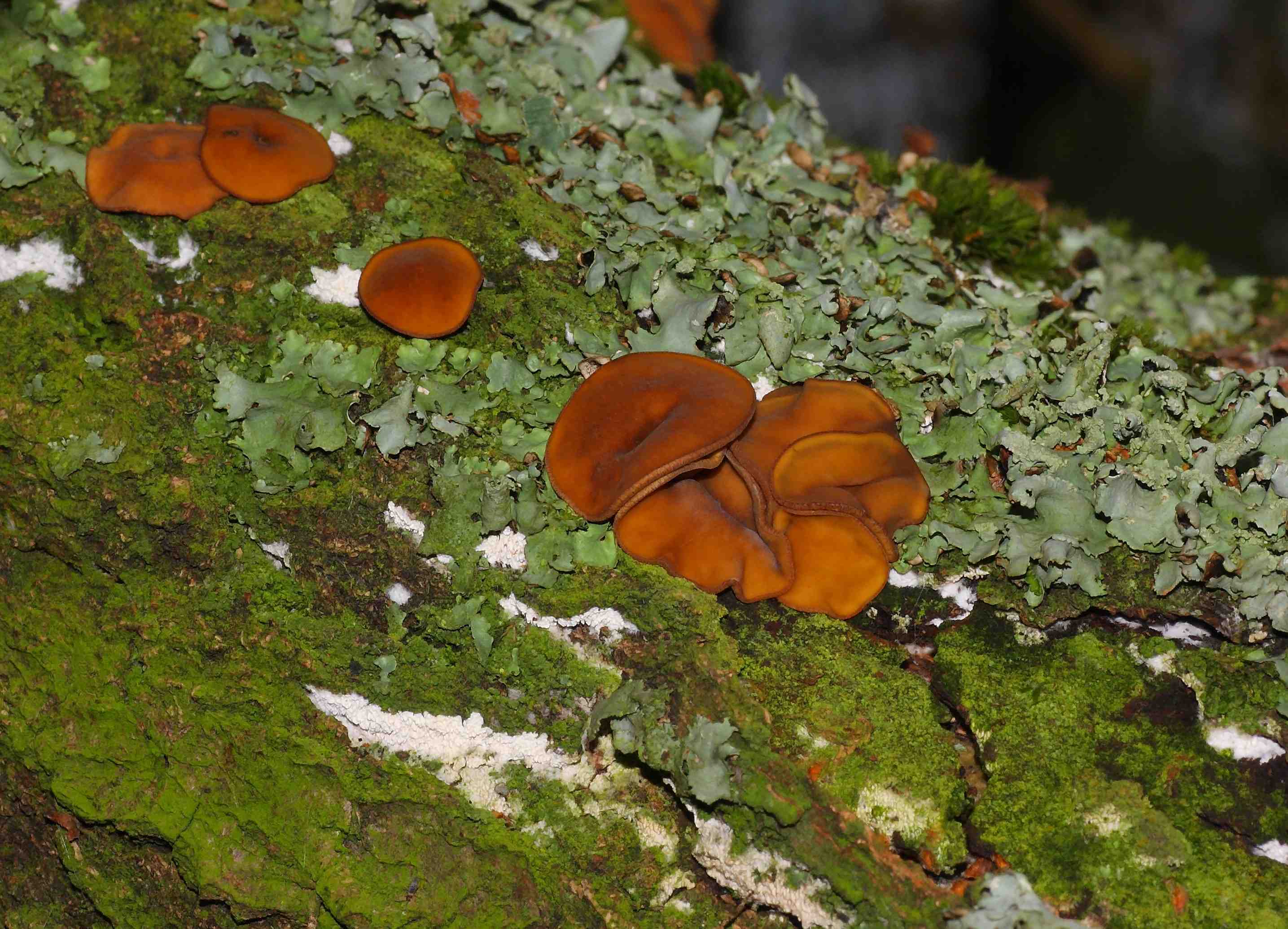 Представитель Семейства Rutstroemiaceae